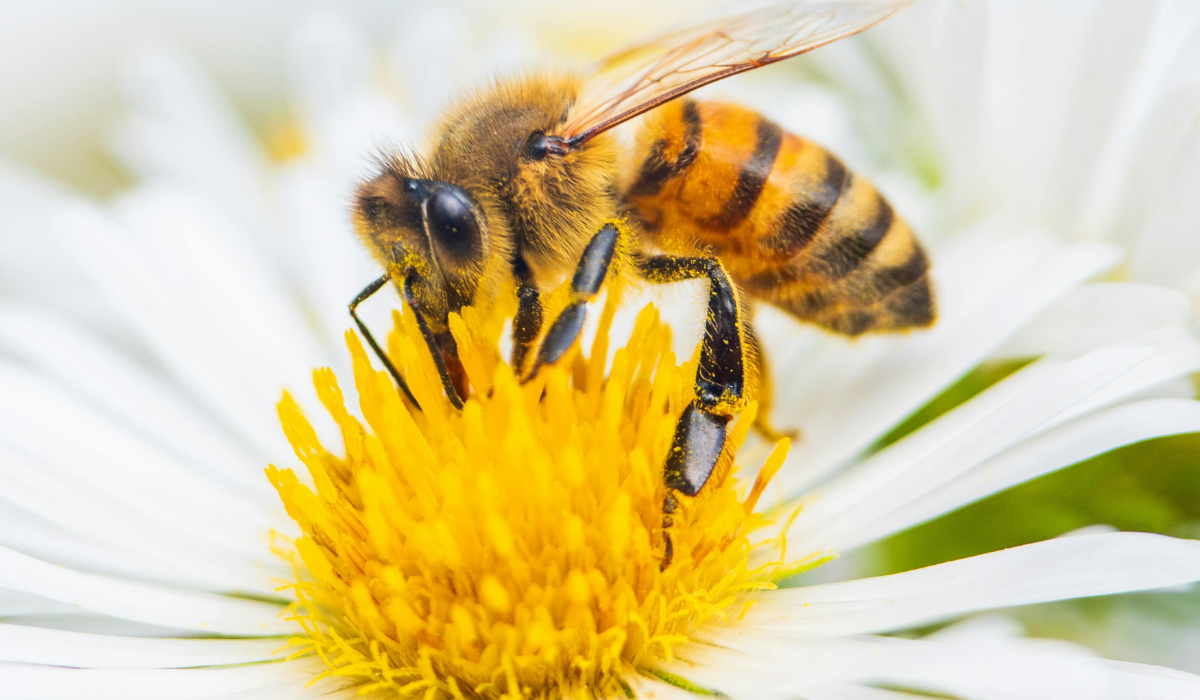 Biodiversidad y capital natural - Baisma