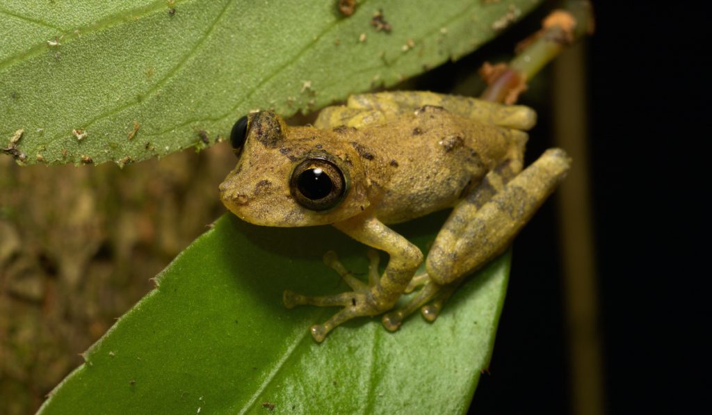 Huella de biodiversidad - Baisma