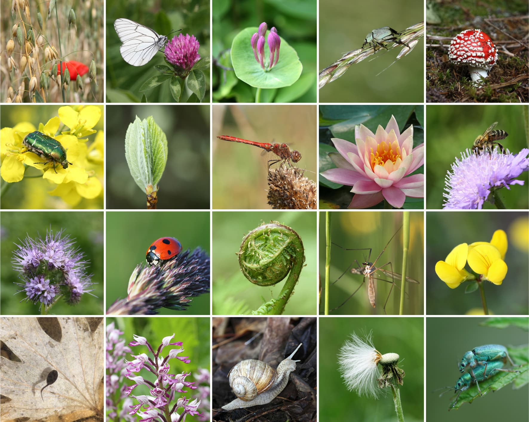 Huella de biodiversidad y presiones sobre la naturaleza de EDP